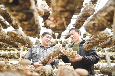 阜平脫貧記 食用菌研發(fā)的“金鑰匙”